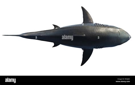 White shark marine predator big, top view. 3D rendering Stock Photo - Alamy