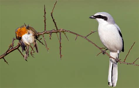 Beware the Great Grey Shrike: The pretty songbird with the temperament of Vlad the Impaler ...