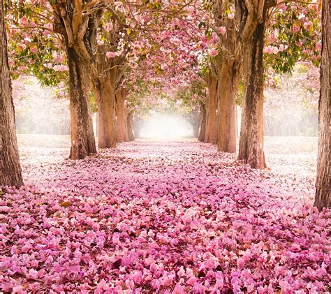 Flower road, pink, flowers, HD wallpaper | Peakpx