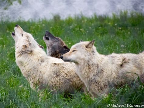 Howling with Wolves at Wolf Park