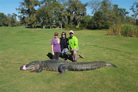 Huge alligator named 'Chubbs' caught on Houston-area golf course ...