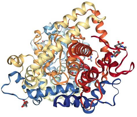 CD10/Neprilysin Protein Overview | Sino Biological