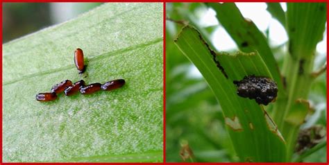 Lily Leaf Beetle – Wisconsin Horticulture