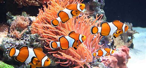 Saltwater Aquarium Checklist | Tropical Fish Hobbyist Magazine