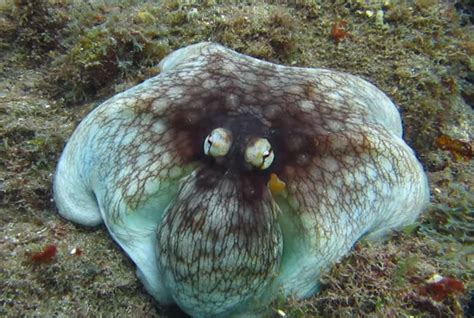 Explaining This Octopus' Amazing Camouflage Skills | Octopus, Camouflage, The incredibles