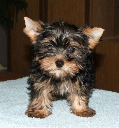 Cute yorkie puppies for adoption text 901-618-0359