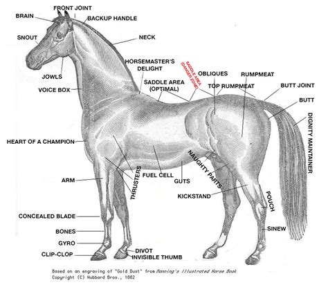 Horse Anatomy Diagram For Kids