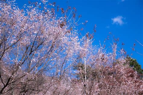 Cherry blossoms in Saitama – Gift from JAPAN