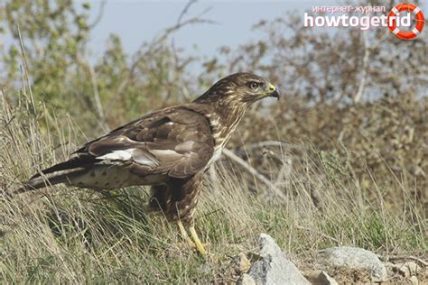 Common Buzzard - description, habitat, interesting facts