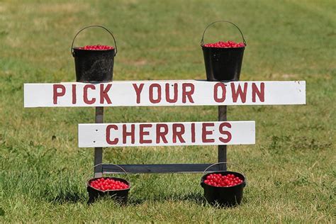 The Cherry-Picking Experience | Destination Door County