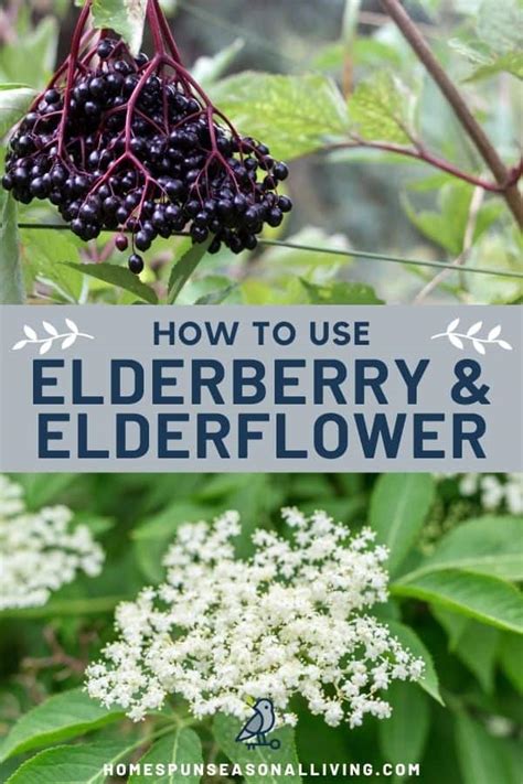 Elderflower & Elderberry Uses - Homespun Seasonal Living