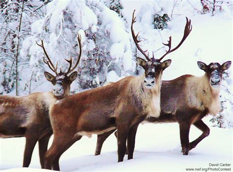 10 Festive Facts About Reindeer - The National Wildlife Federation Blog