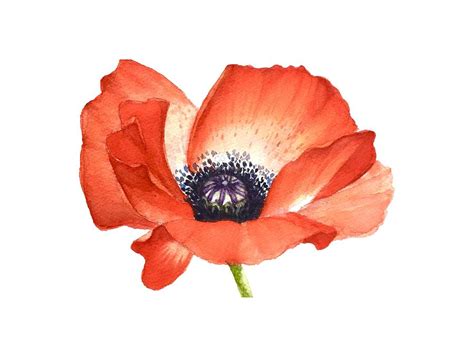 Red Poppy flower, Image for prints on Tshirt Painting by Mahsa ...