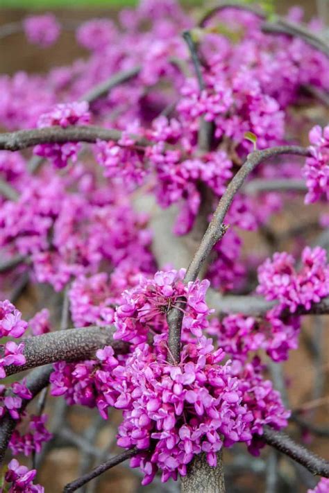 5 Reasons to Plant a Texas Redbud Tree - Native Backyards