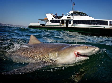 Sydney Harbour is ‘crawling with sharks’ this summer, experts warn, in ...