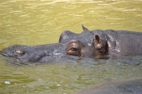 Hippopotamus/ Hippo Swimming - Visible Head Stock Photo - Image of ...