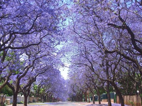 Jacaranda trees being removed in Pretoria