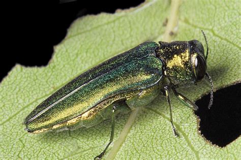 Emerald Ash Borer Traps Set Across Kansas