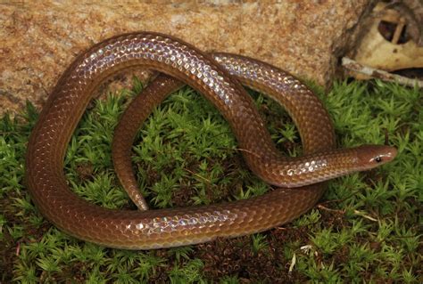 Eastern Worm Snake (Carphophis amoenus amoenus) | Daniel Thompson | Flickr