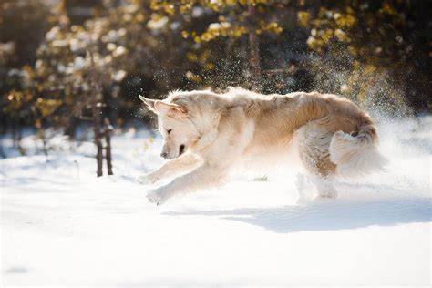 Play with your dog in snow - Top 4 winter dog activities - Tractive