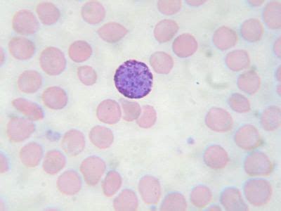 Blood Histology - Basophil - histology slide