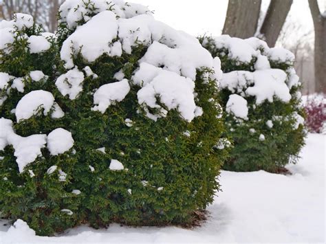 Hidden Gems: Here Are The Best Outdoor Winter Plants For Your Garden