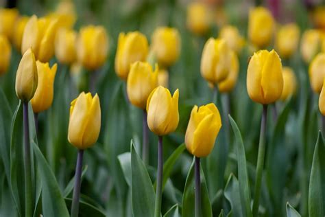 Yellow Tulips Meaning ( Symbolism & Secret Meanings ) » Flower Duty