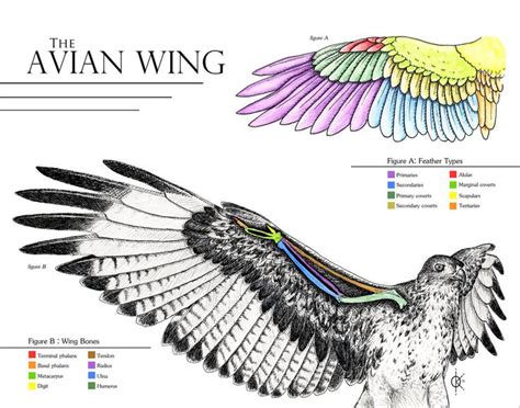 Raptor wing anatomy Keyword: falconry, raptors, bird* of prey, hawk ...