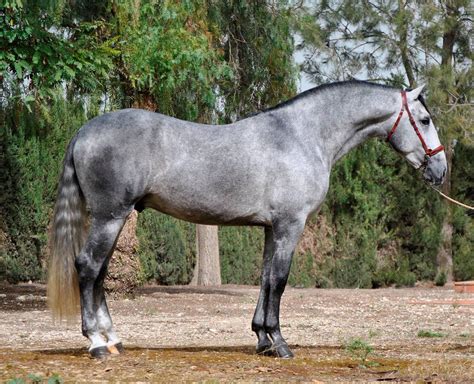 Grey Pre | Andalusian horse, Andalusian, Lusitano horse