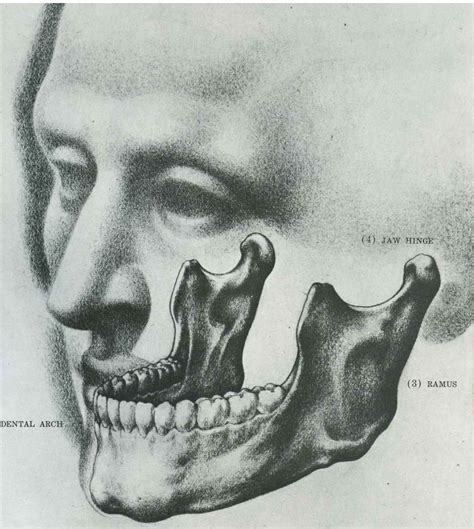 Forms of Skull - Drawing the Human Head - Joshua Nava Arts