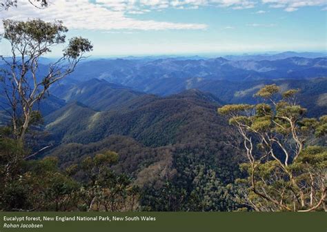 Australia's forests – overview - DAFF