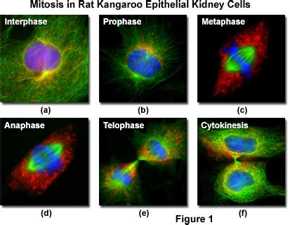 Molecular Expressions Cell Biology: Mitosis with Fluorescence Microscopy