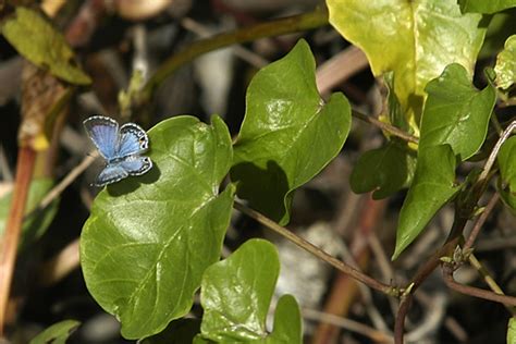 miami blue butterfly facts pic 6 : Biological Science Picture Directory ...