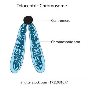 826 Homologous Chromosome Images, Stock Photos & Vectors | Shutterstock