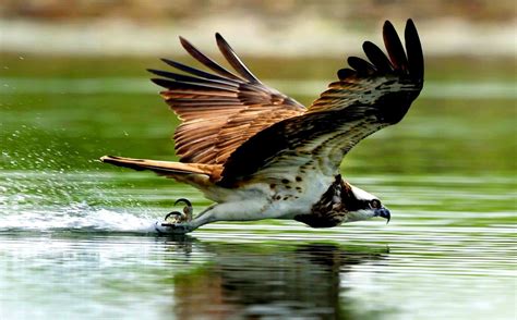 Osprey Fishing | Animals, Photography, Osprey