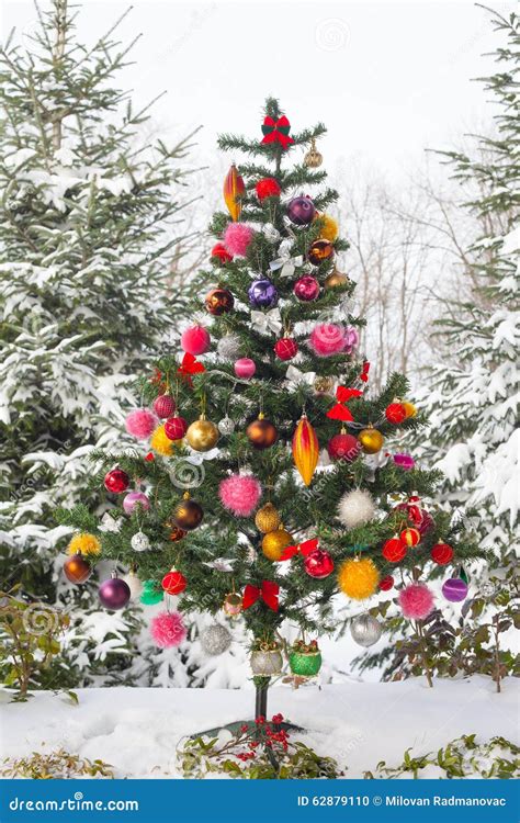 Outdoor Snow Covered Christmas Tree Stock Photo - Image of brightly ...