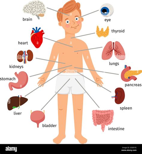 The Human Body Organs Labeled For Kids