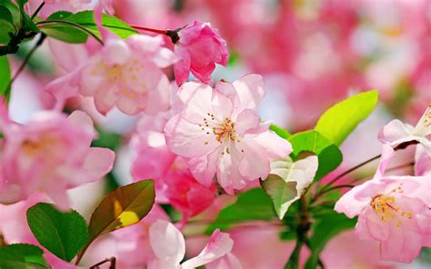 Beautiful Flowers HD Wallpaper | HD Wallpapers - Blog