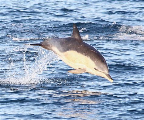 Birding Poole Harbour & Beyond: 17 Oct 15 - Short-beaked Common Dolphins