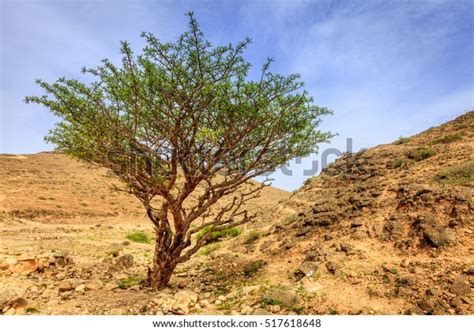 2,646 Frankincense Tree Stock Photos, Images & Photography | Shutterstock