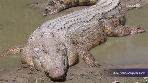 Woman keeps giant crocodile as pet for 60 years