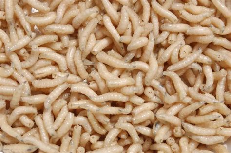 9 Intriguing Questions About Maggots - Pest Pit