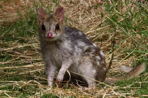 Eastern Quoll | The Animal Facts | Appearance, Diet, Habitat, Behavior