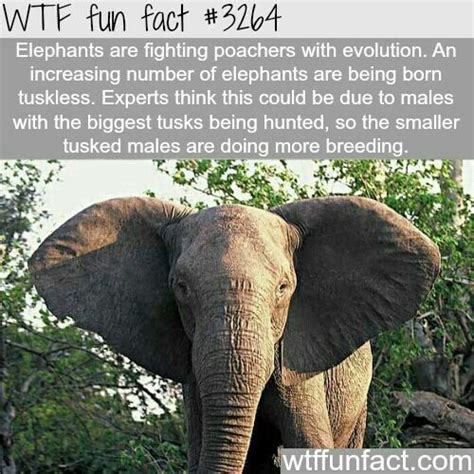 Tuskless Elephants. Evolution at its best. #elephants #stopthepoaching #tusklesselephant # ...