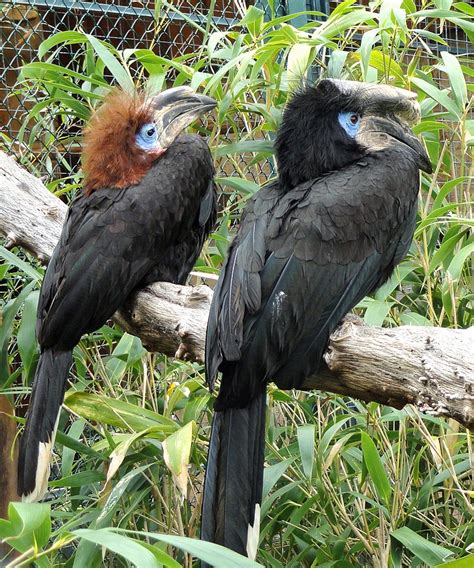 32 Common Birds In Ghana - The Worlds Rarest Birds