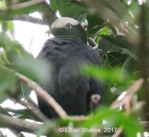 STOKES BIRDING BLOG: Rare White-crowned Pigeon is at Ding Darling NWR, FL