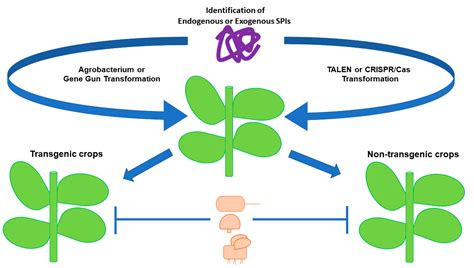 IJMS | Free Full-Text | Plant Serine Protease Inhibitors: Biotechnology Application in ...