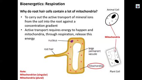 Bioenergetics Respiration Lesson 2 - YouTube