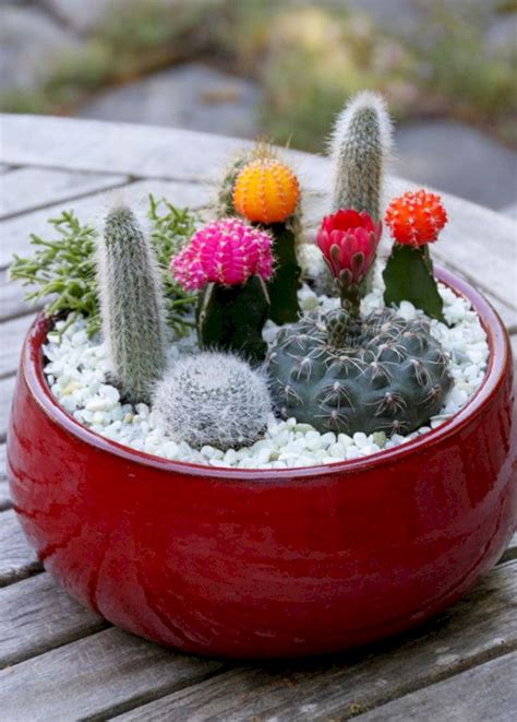 Awesome Indoor And Outdoor Cactus Garden Ideas No 06 | Mini cactus garden, Dish garden, Cactus ...