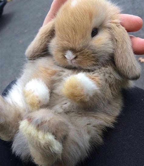 Baby bunny | Fluffy animals, Cute baby animals, Pet bunny